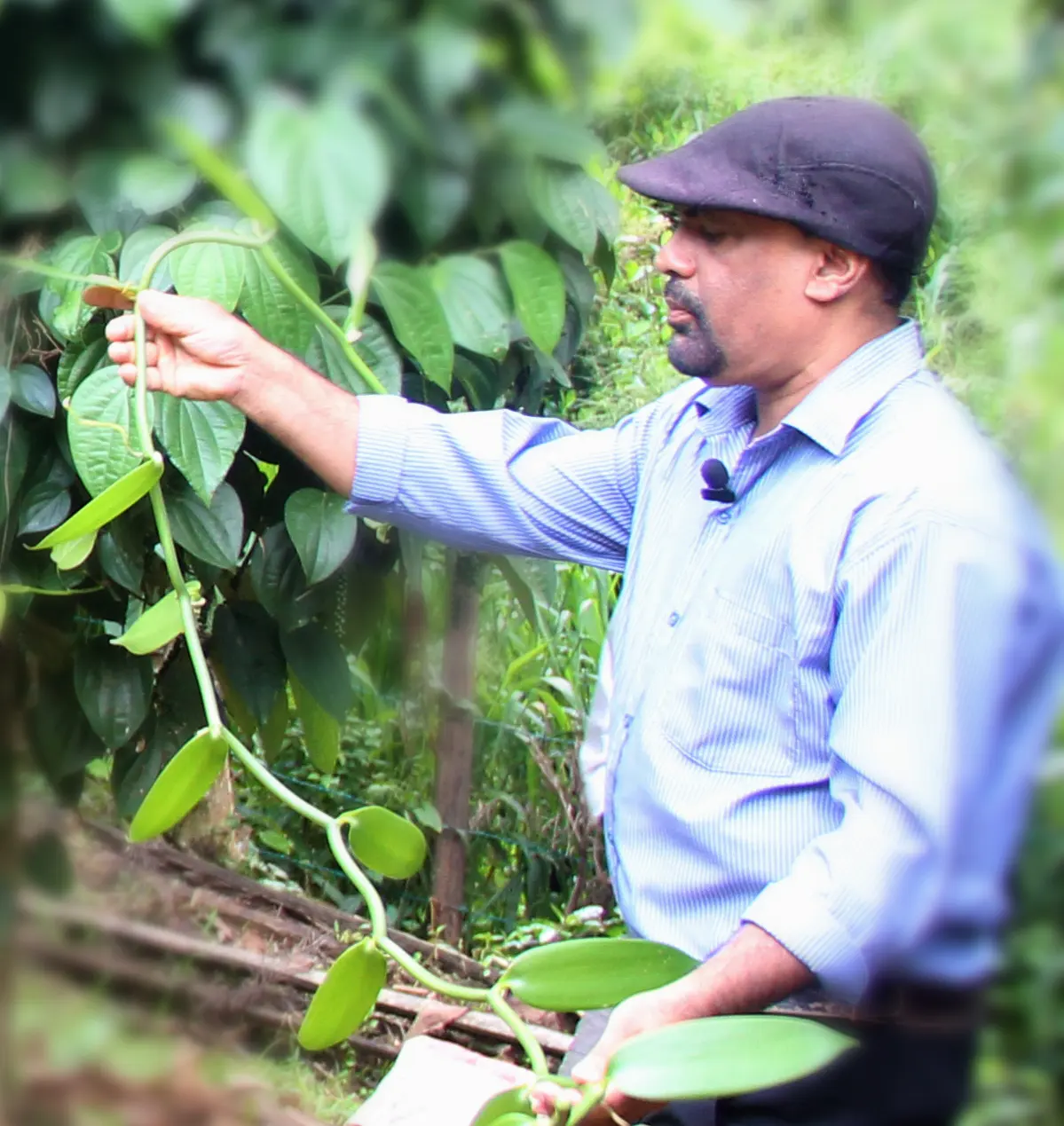 Extension officer examining plants in plantation