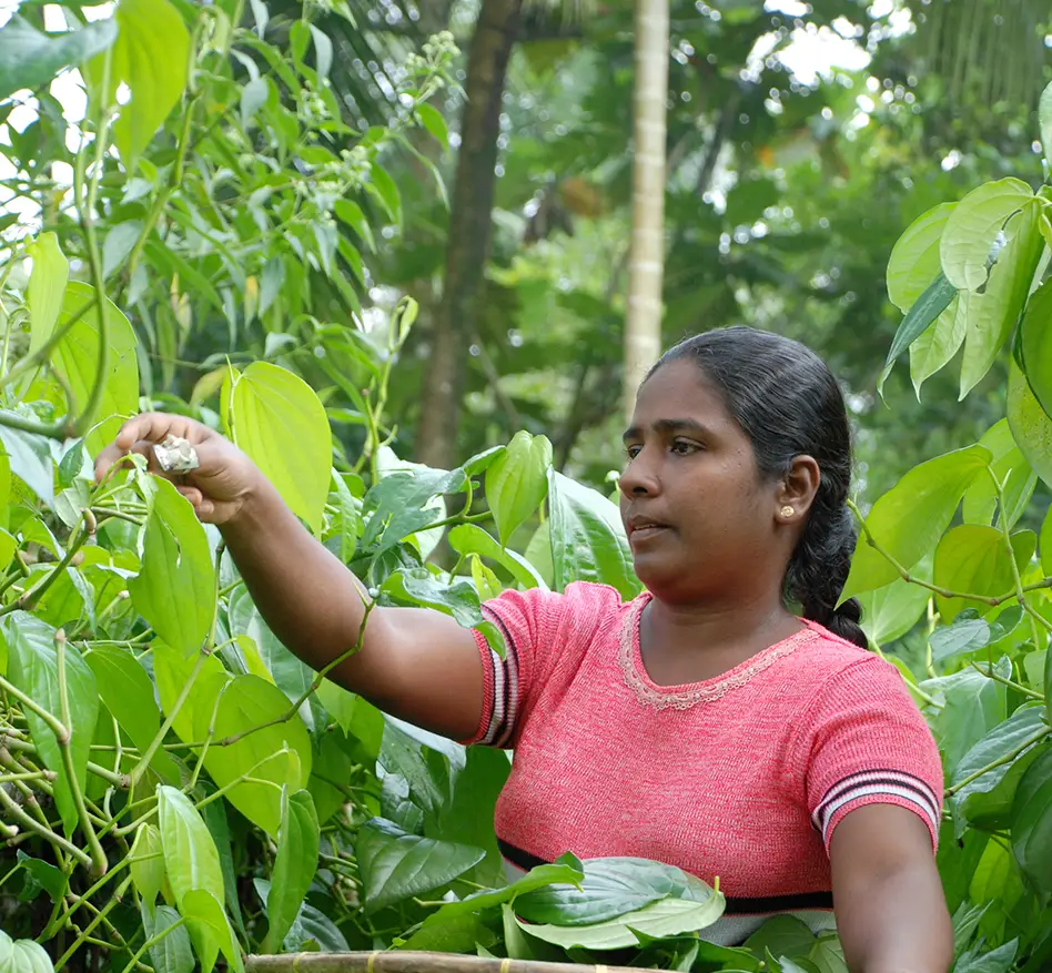 Female farmer working in plantation