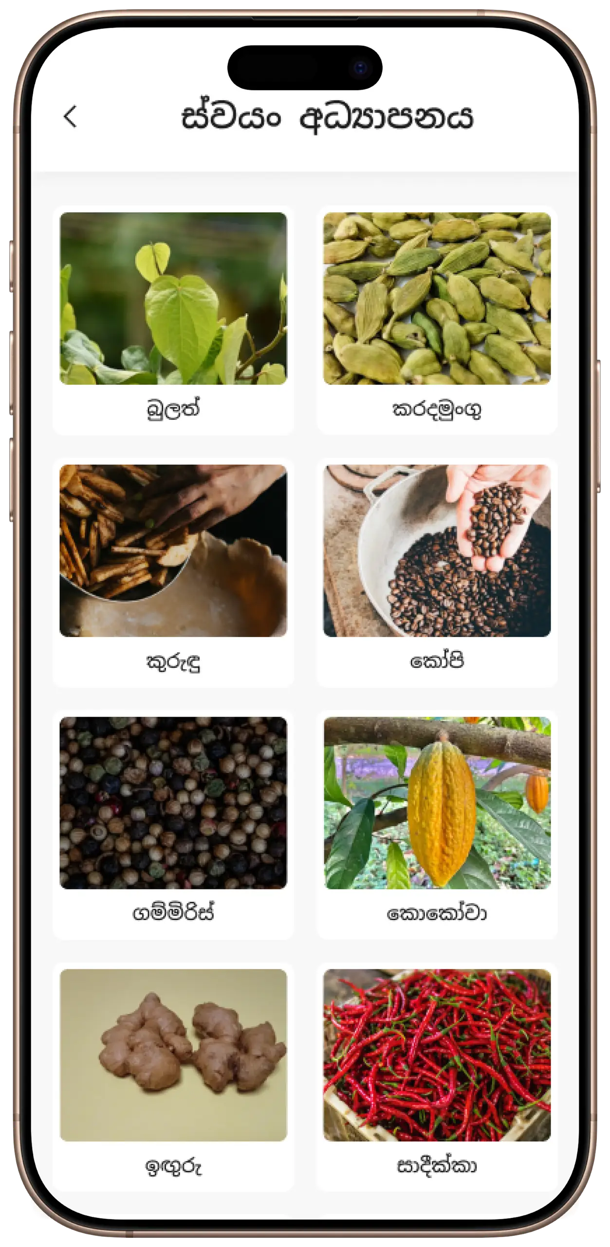 ExpoSpice crop categories grid showing various spices and export crops